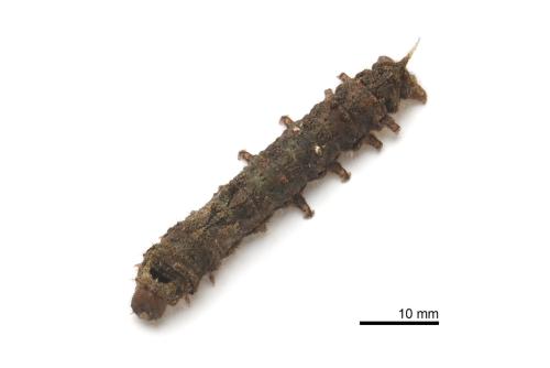 Ernolatia moorei