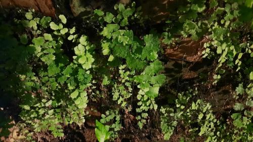 鐵線蕨 鐵線蕨