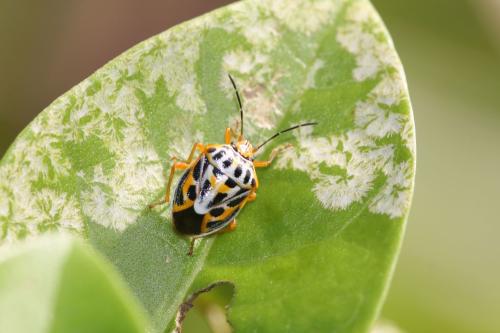 Antestiopsis cruciata