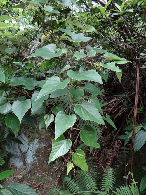 基隆葡萄 基隆葡萄