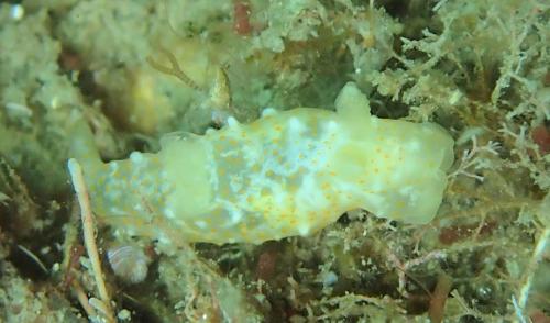 P5300241.1 Gymnodoris okinawae