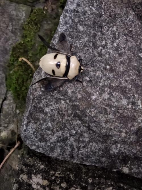 麗盾蝽