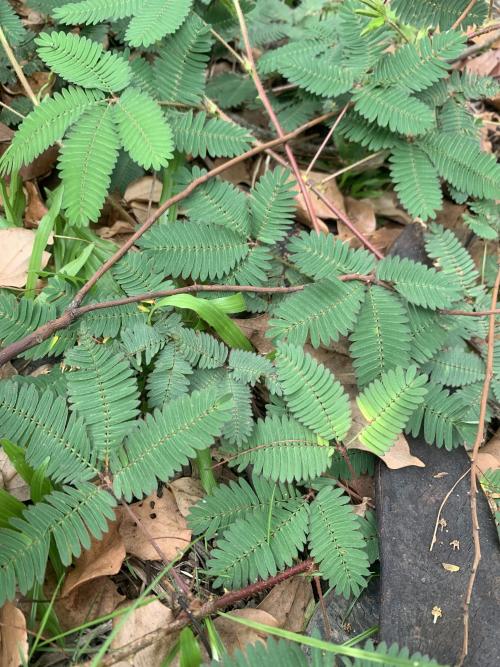 含羞草