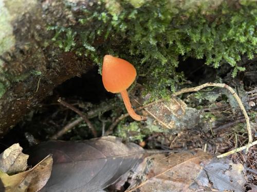 方孢粉褶菌