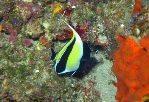 Zanclus cornutus@fishdb-media-5752 Zanclus cornutus@fishdb-media-5752
