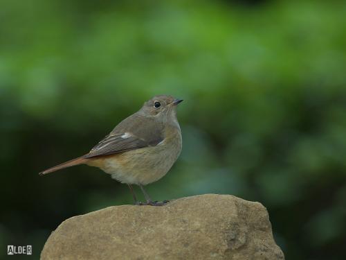 20091206_380393_Daurian_Redstart_2006.jpg