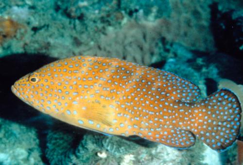 Cephalopholis miniata@fishdb-media-3053