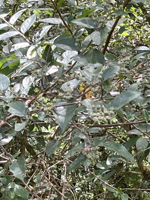 大葉溲疏