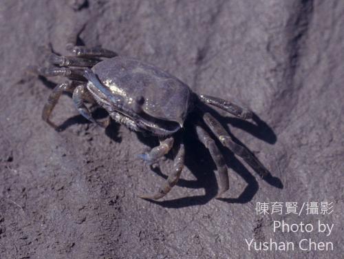 賈瑟琳招潮蟹 賈瑟琳招潮蟹