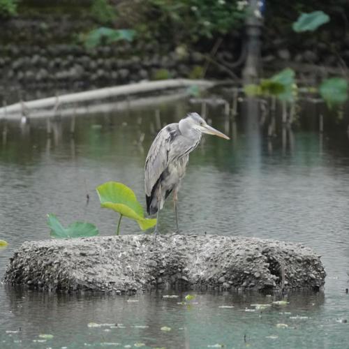 蒼鷺 蒼鷺
