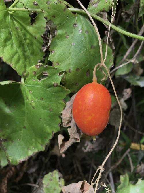 芋葉括樓