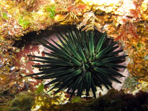 口鰓海膽 口鰓海膽