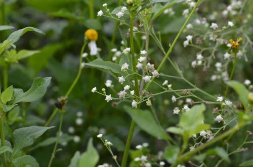 銀膠菊 銀膠菊