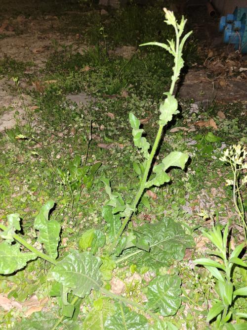 皺葉菸草 皺葉菸草