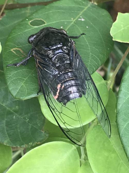 高砂熊蟬