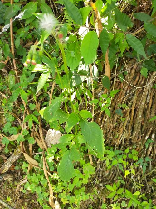 野茼蒿