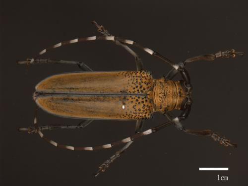 Apriona rugicollis[桑天牛][00082301]