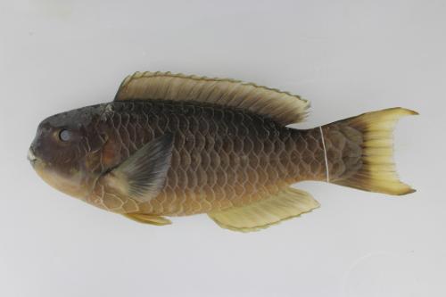 ASIZP0060805