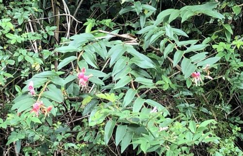 阿里山忍冬 阿里山忍冬