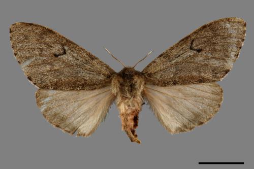 Lymantria umbrifera[L紋灰毒蛾][00059914]