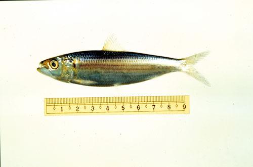 ASIZP0059820