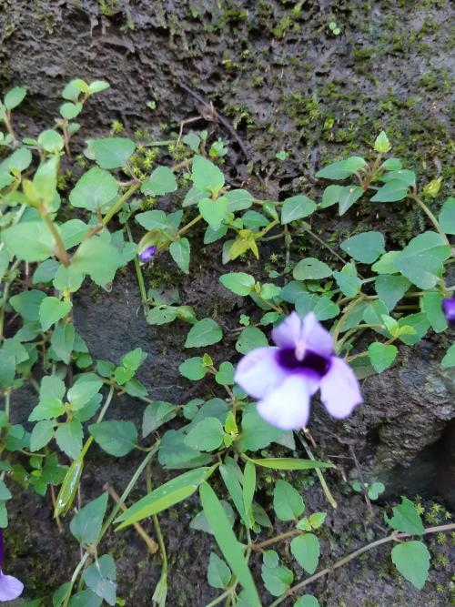 倒地蜈蚣 倒地蜈蚣