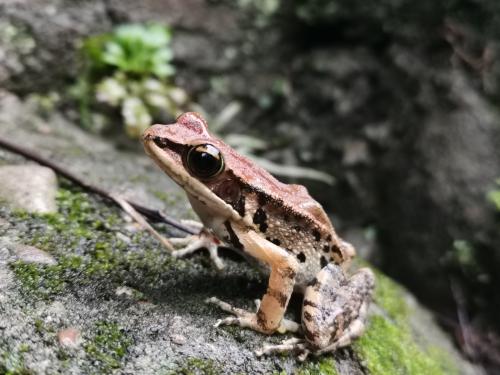 闊褶蛙 闊褶蛙