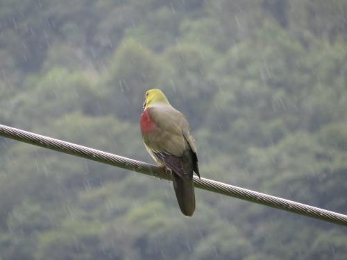 綠鳩