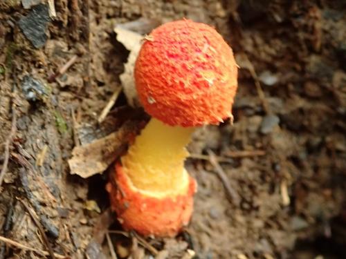 Amanita rubrovolvata(紅托鵝膏)