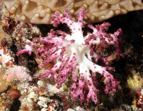 243-2_Siphonogorgia-dofleini-coloby_G9 243-2_Siphonogorgia-dofleini-coloby_G9