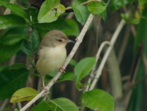 20090729_380316_Tawny_Prinia_P3139955.jpg