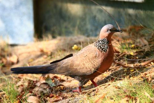 珠頸斑鳩(指名亞種) 珠頸斑鳩(指名亞種)