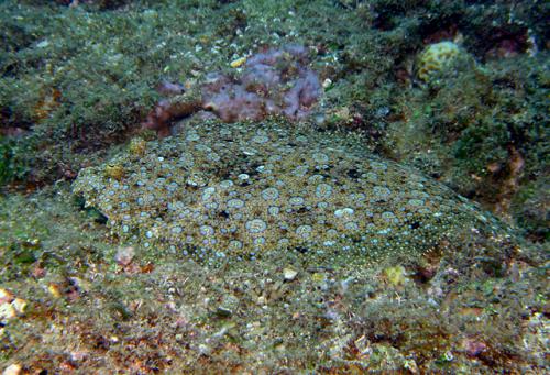 Bothus mancus@fishdb-media-1654 Bothus mancus@fishdb-media-1654