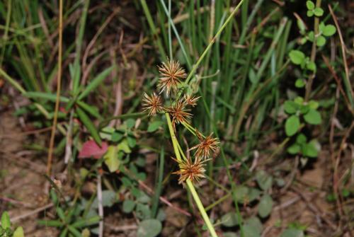 密穗磚子苗-Cyperaceae莎草科-磚子苗屬-Mariscus compactus-20081029嘉義-彌陀溼地-小胖-單子葉-DSC_2592 密穗磚子苗-Cyperaceae莎草科-磚子苗屬-Mariscus compactus-20081029嘉義-彌陀溼地-小胖-單子葉-DSC_2592