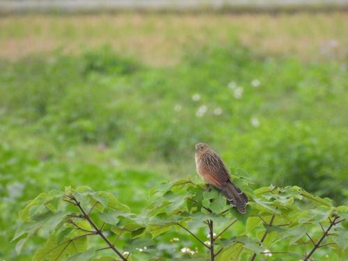 Lesser Coucal