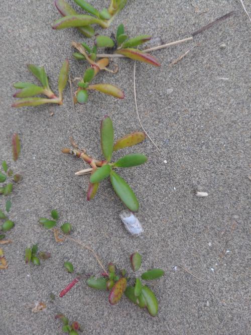 海馬齒 海馬齒