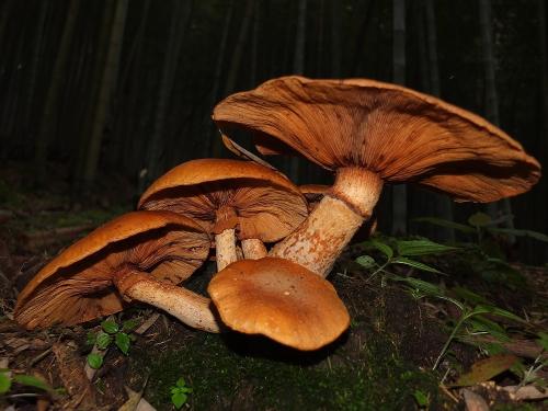 Gymnopilus junonius(桔黃裸傘)