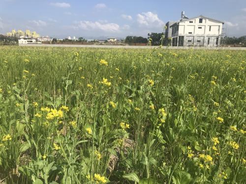 油菜 油菜