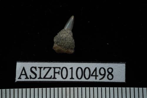Carcharhinus sp. [ASIZF0100498]