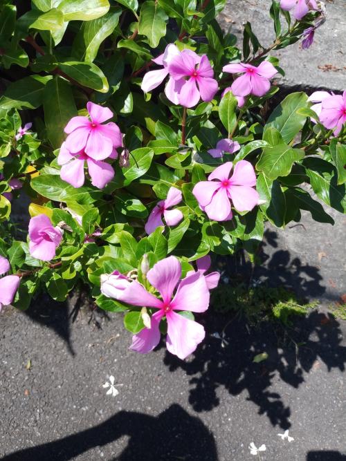 長春花 長春花