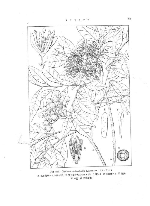 F_3_155