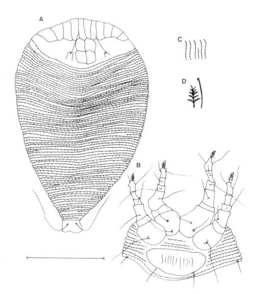 Rhinophytoptus plagiogyrus Huang, 2001