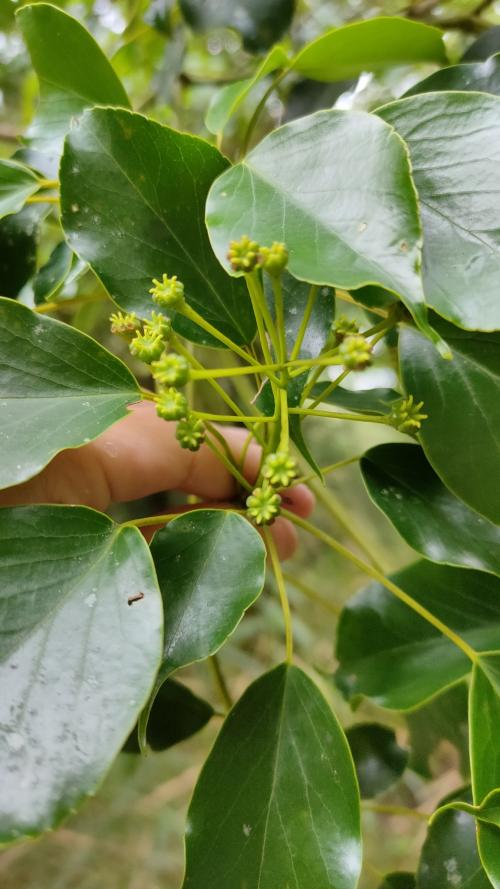 昆欄樹