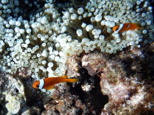 白條雙鋸魚 白條雙鋸魚