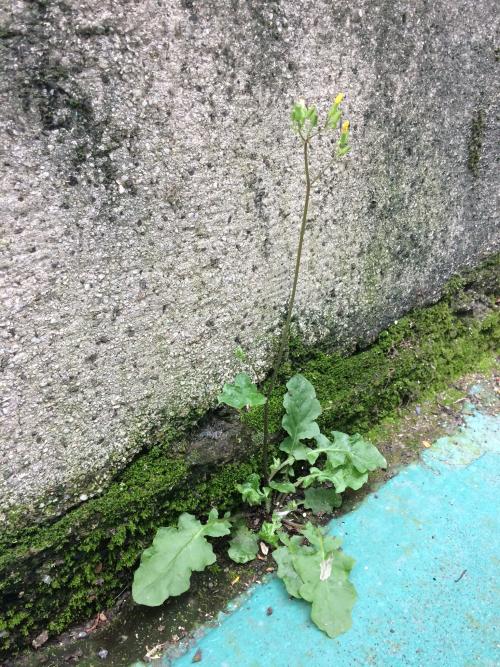 黃鵪菜
