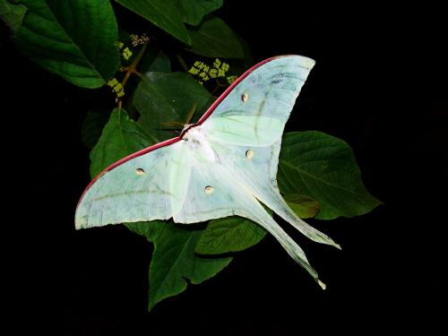 長尾水青蛾@ Actias selene ningpoana_台北陽明山