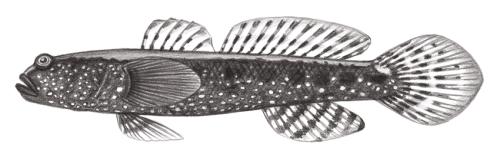 Cryptocentrus albidorsus@Jheng2107 Cryptocentrus albidorsus@Jheng2107