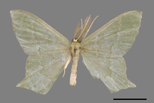 Maxates versicauda[突緣尖尾尺蛾][00042309]