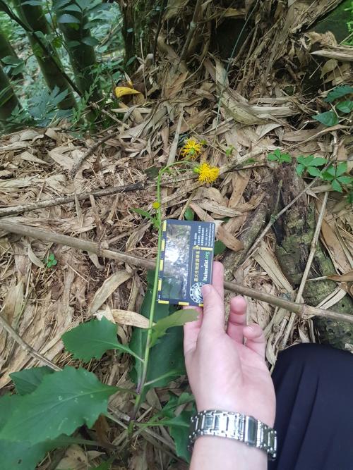 黃花三七草