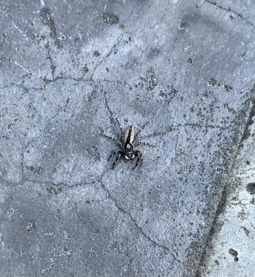 雙帶扁蠅虎